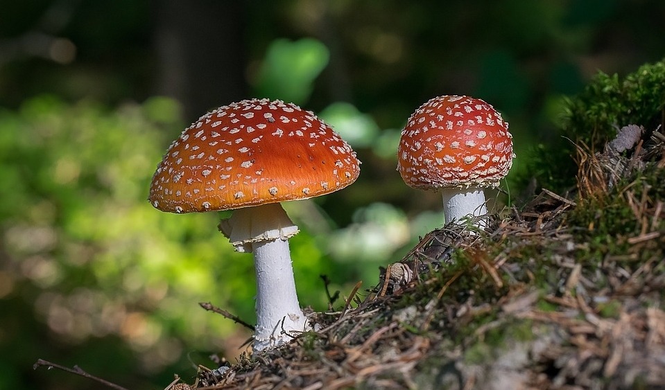 Is the Santa Claus Myth Based on Magic Mushrooms?