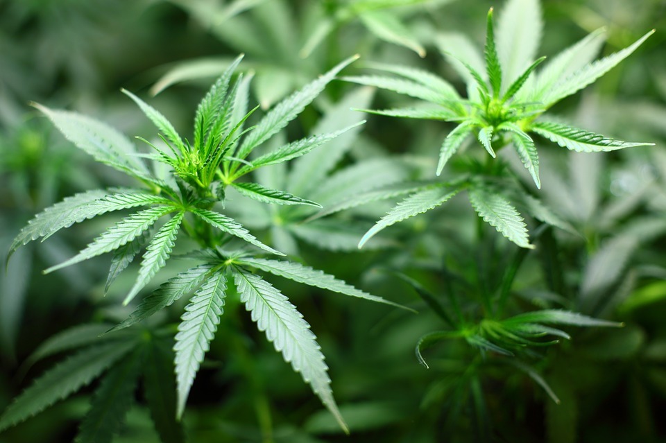 Colorado's legalisation of cannabis