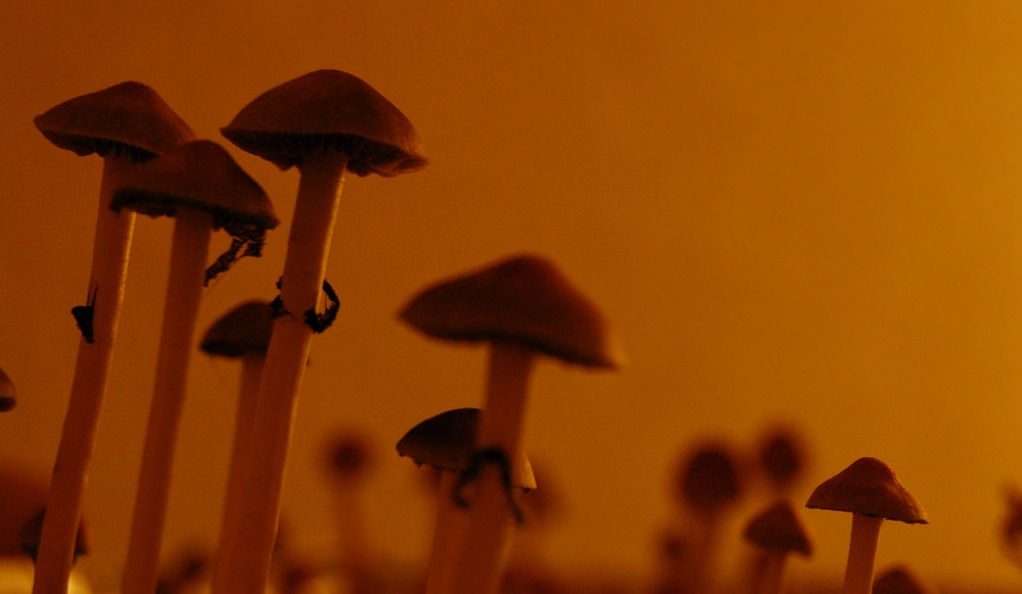 Here’s How Legalising Psychedelics Could Minimise the Risk of a Bad Trip