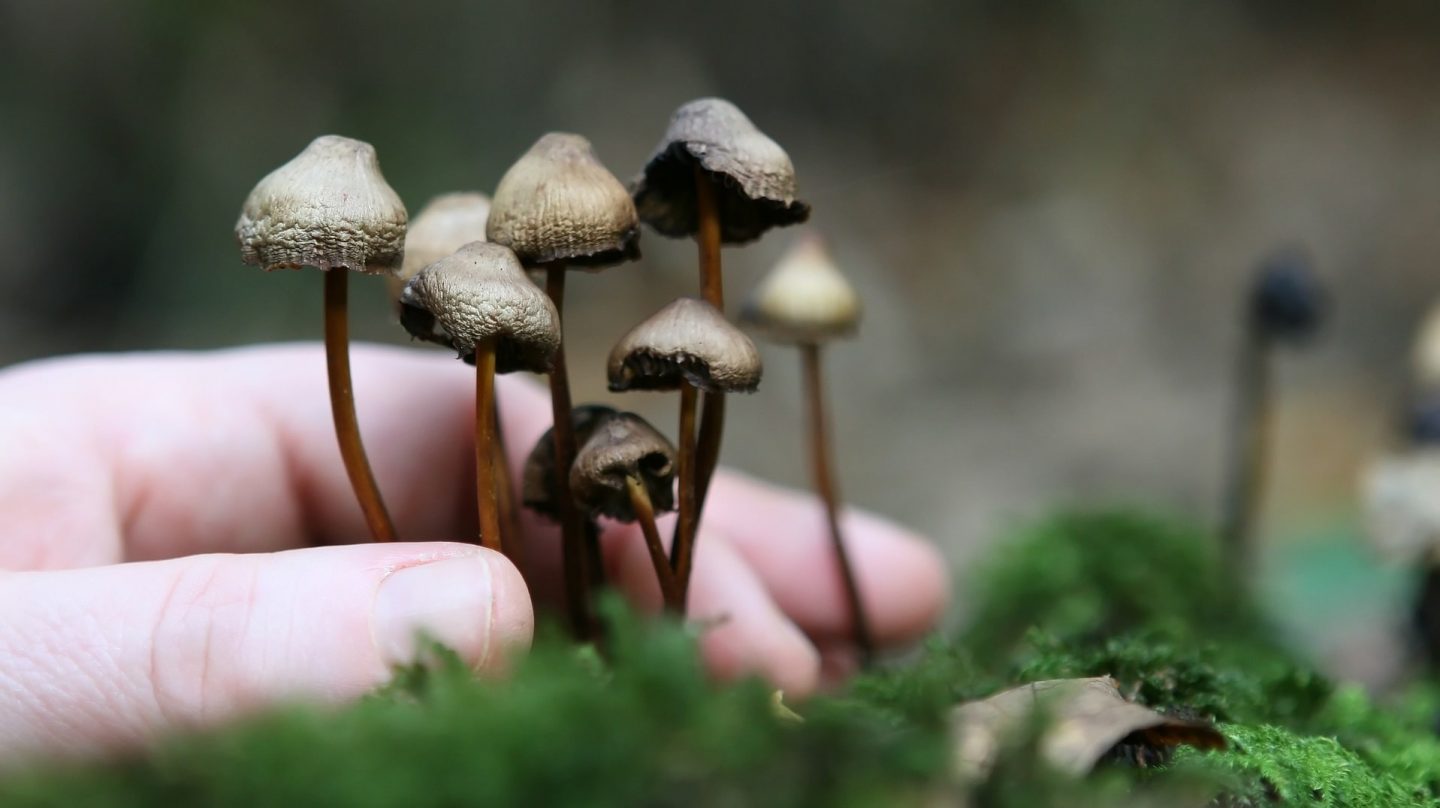 Why Psychedelic Therapy is Effective at Combating Addiction
