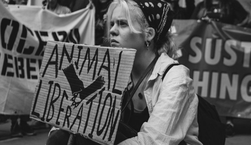High Sensitivity and the Willingness to Switch to Veganism