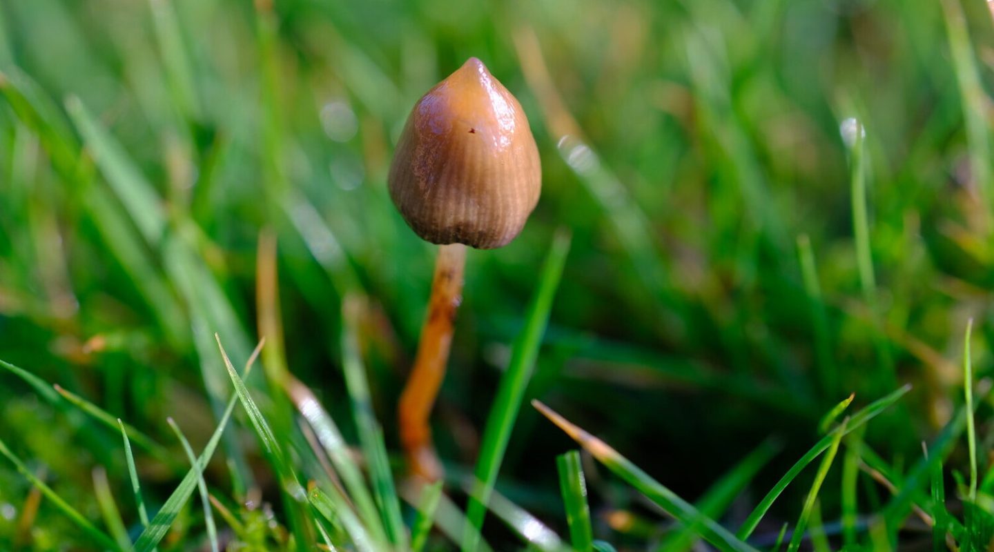 The Human Predilection for Psychedelics May Be an Evolutionary Accident