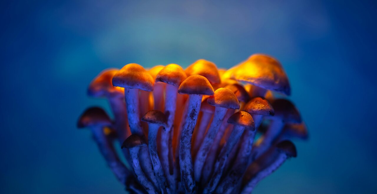 psilocybin mushroom strains