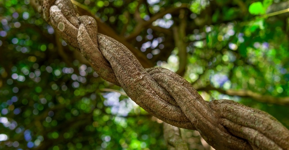 Plant Spirits, Amazonianism, and the Tourist Gaze